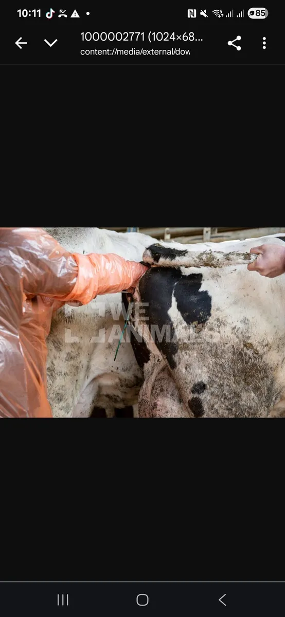 Cattle pregnancy checking