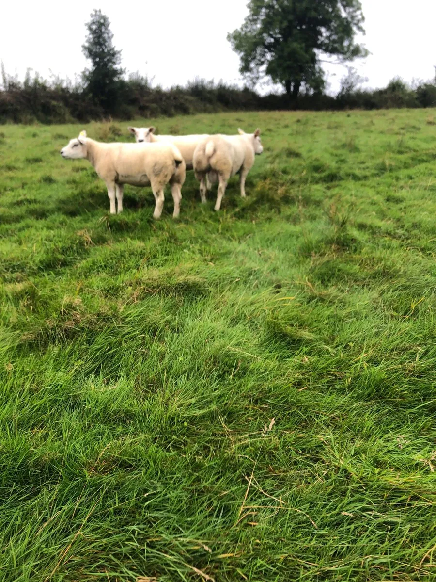 Sis Texel hogget - Image 3
