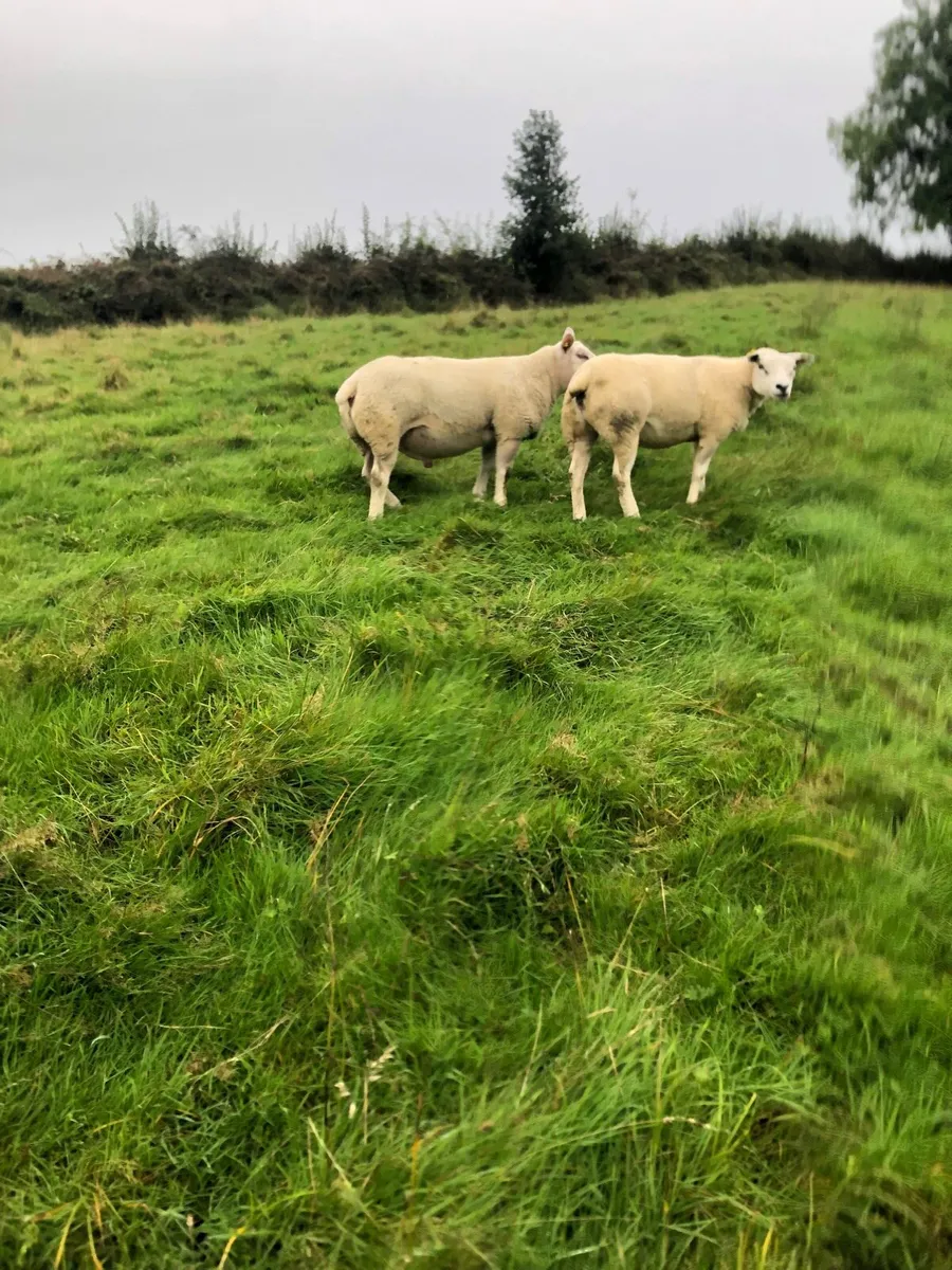 Sis Texel hogget - Image 4