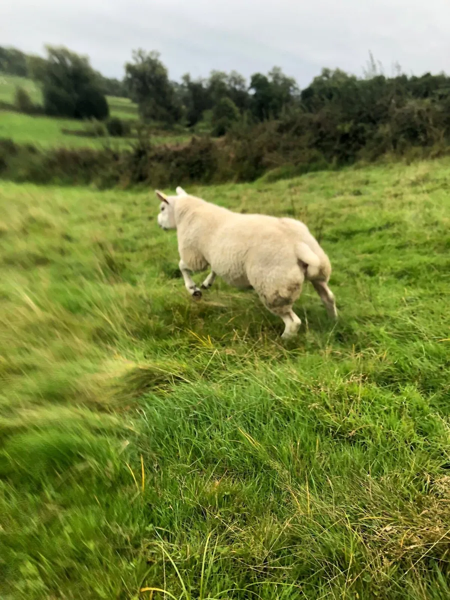 Sis Texel hogget - Image 1