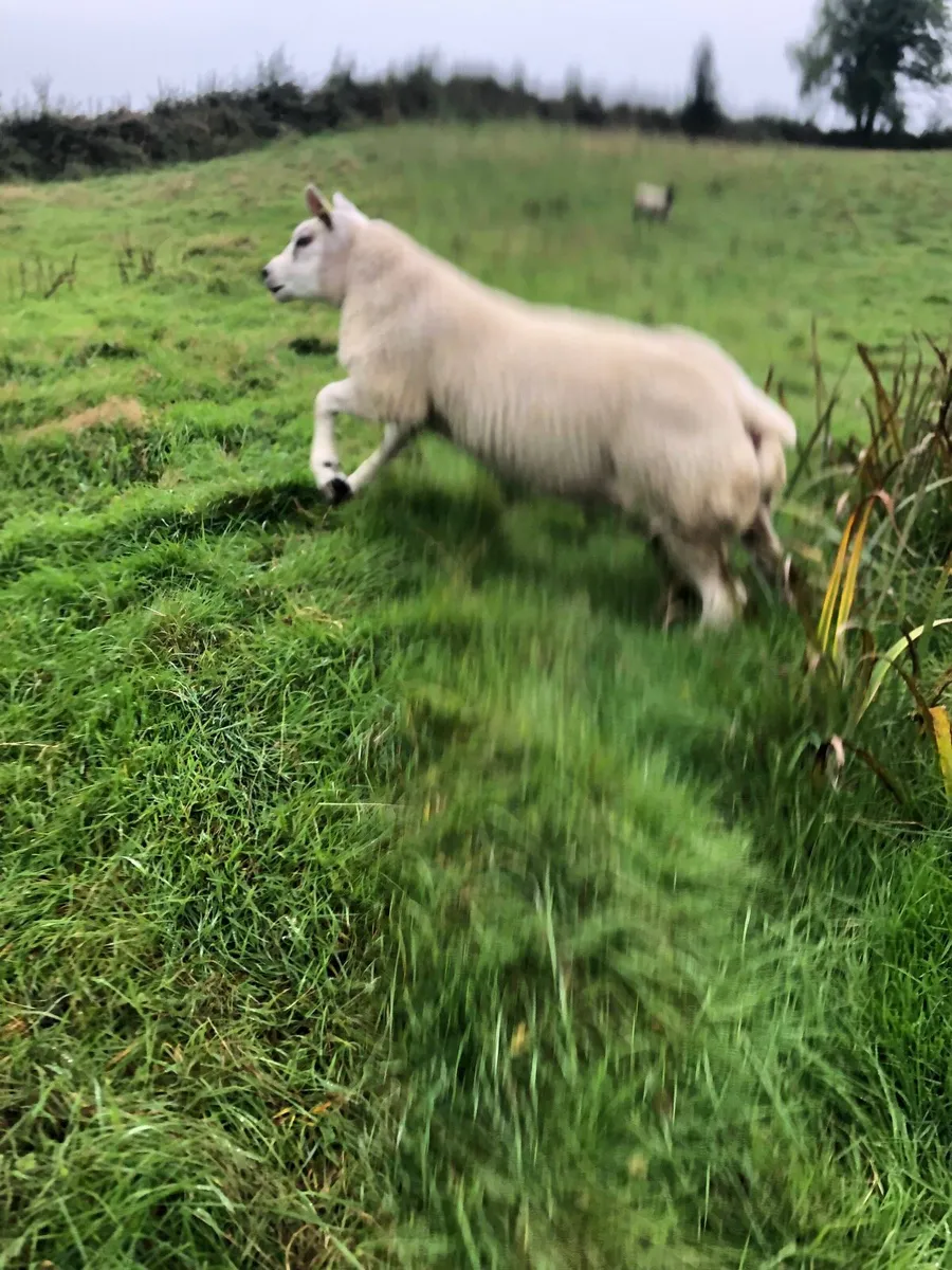 Sis Texel hogget - Image 2