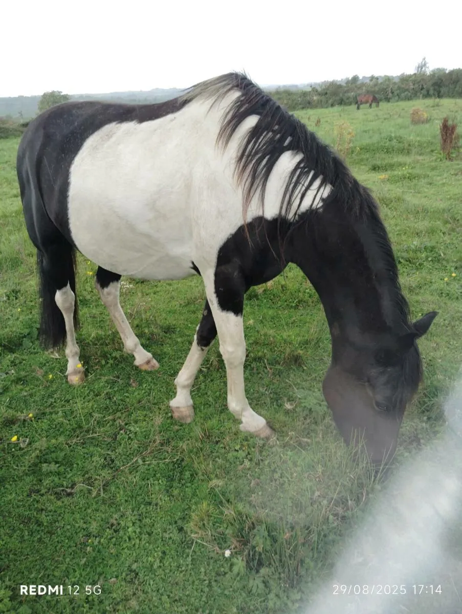 Pony sale/swap anything? - Image 1