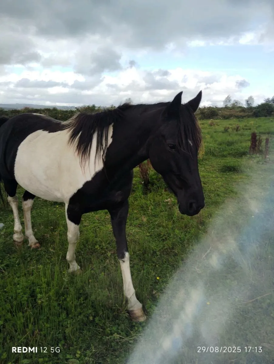Pony sale/swap anything? - Image 2