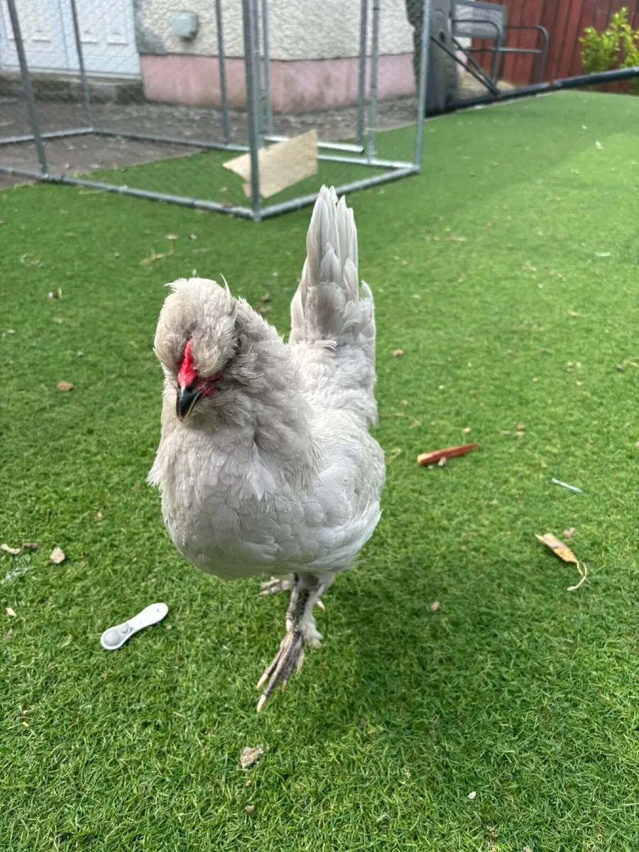 Chickens - Image 1