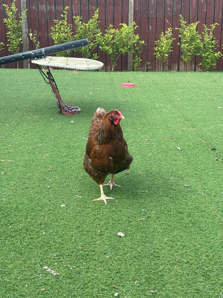 Chickens - Image 2
