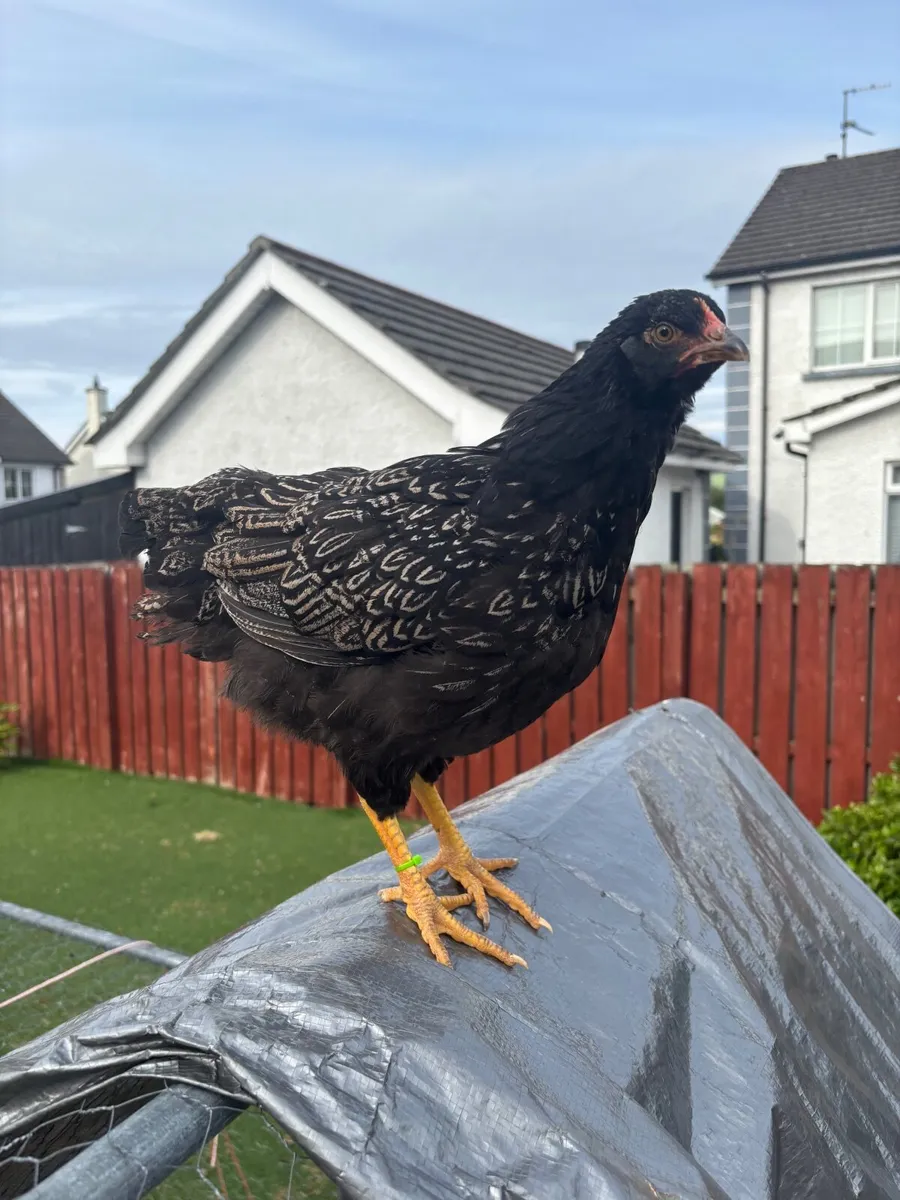 Chickens - Image 3