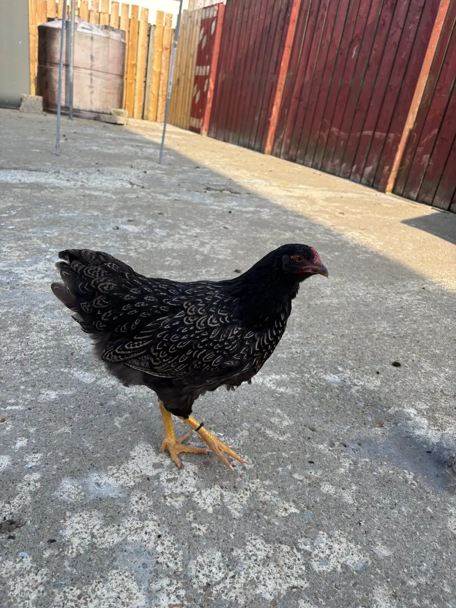 Chickens - Image 4