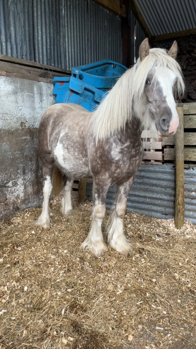 Yearling silver dapple colt - Image 2