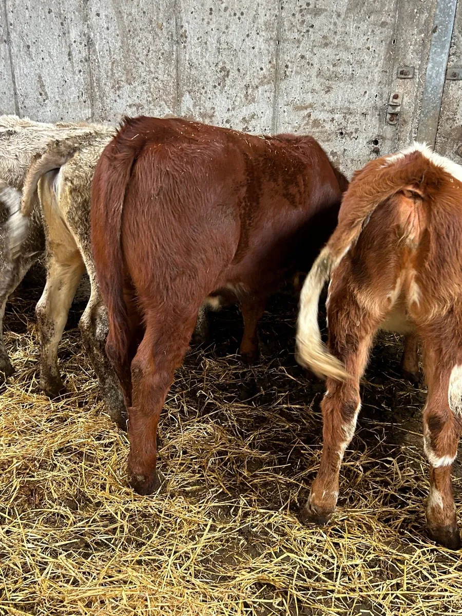 🌟8 heifer weanlings 🌟 - Image 2