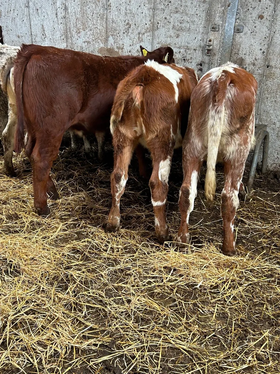 🌟8 heifer weanlings 🌟 - Image 3