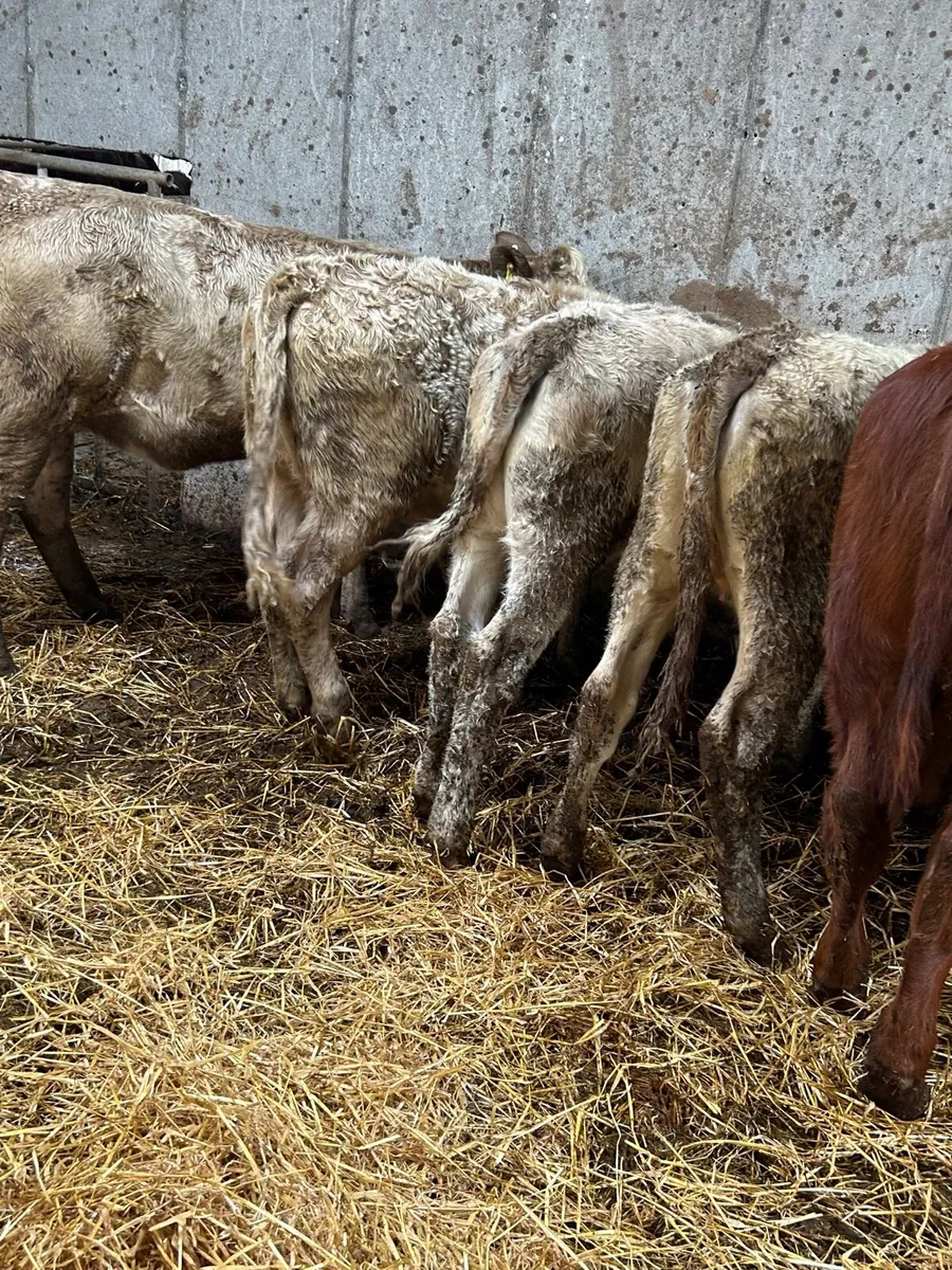 🌟8 heifer weanlings 🌟 - Image 4
