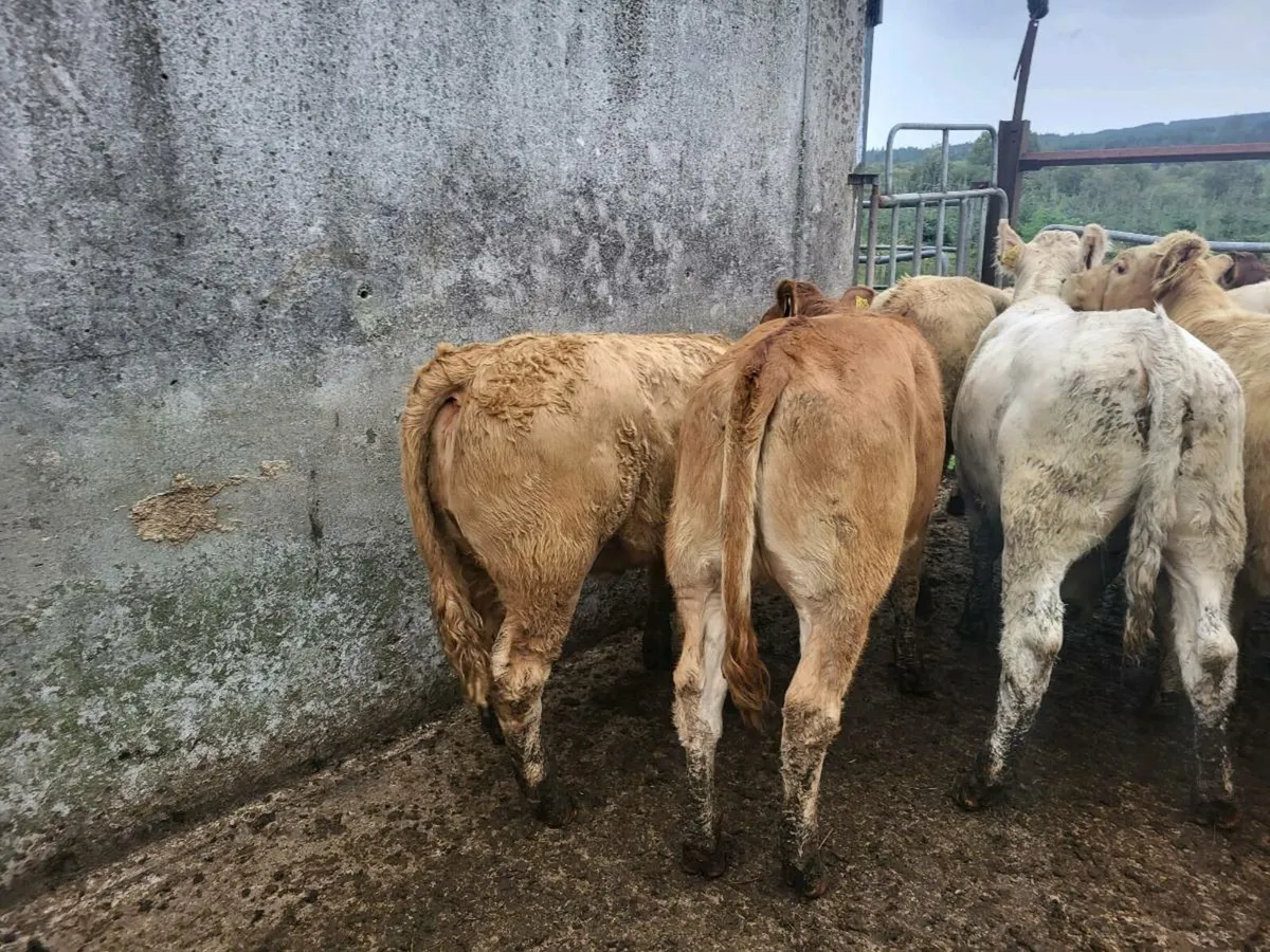 16 heifers weanling - Image 2