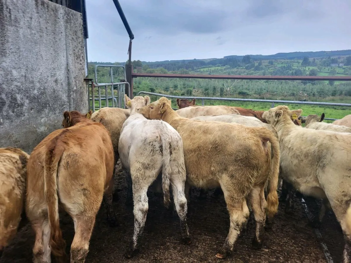 16 heifers weanling - Image 4
