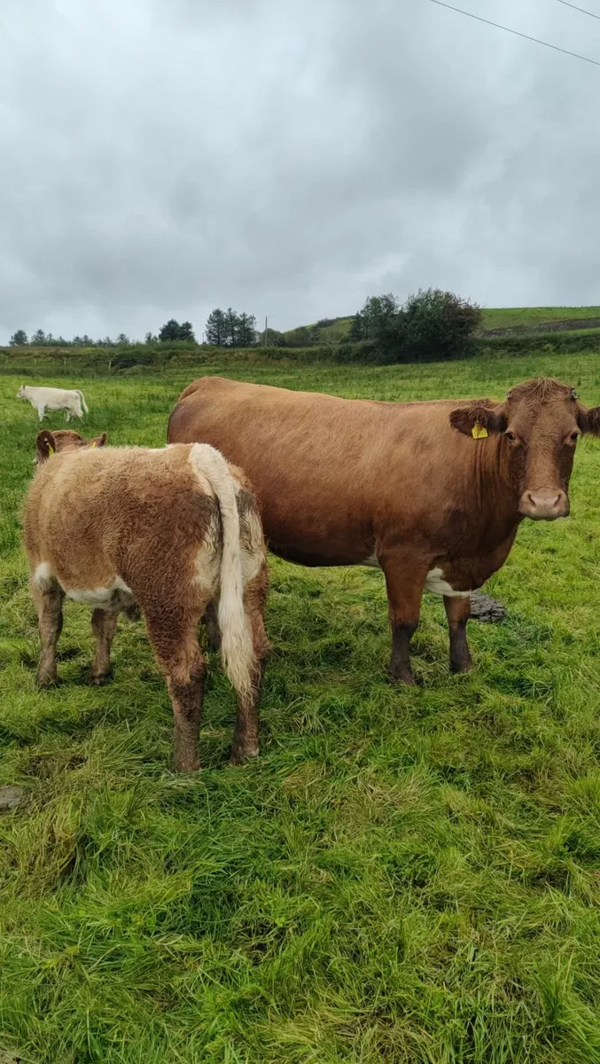 Charolais Heifer - Image 3