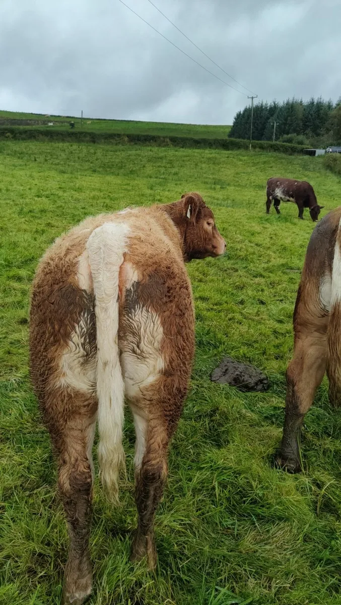 Charolais Heifer - Image 4