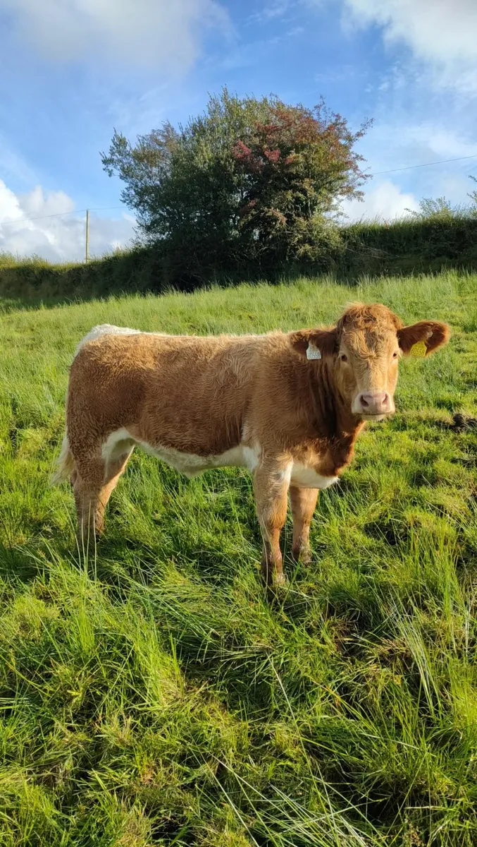 Charolais Heifer - Image 2