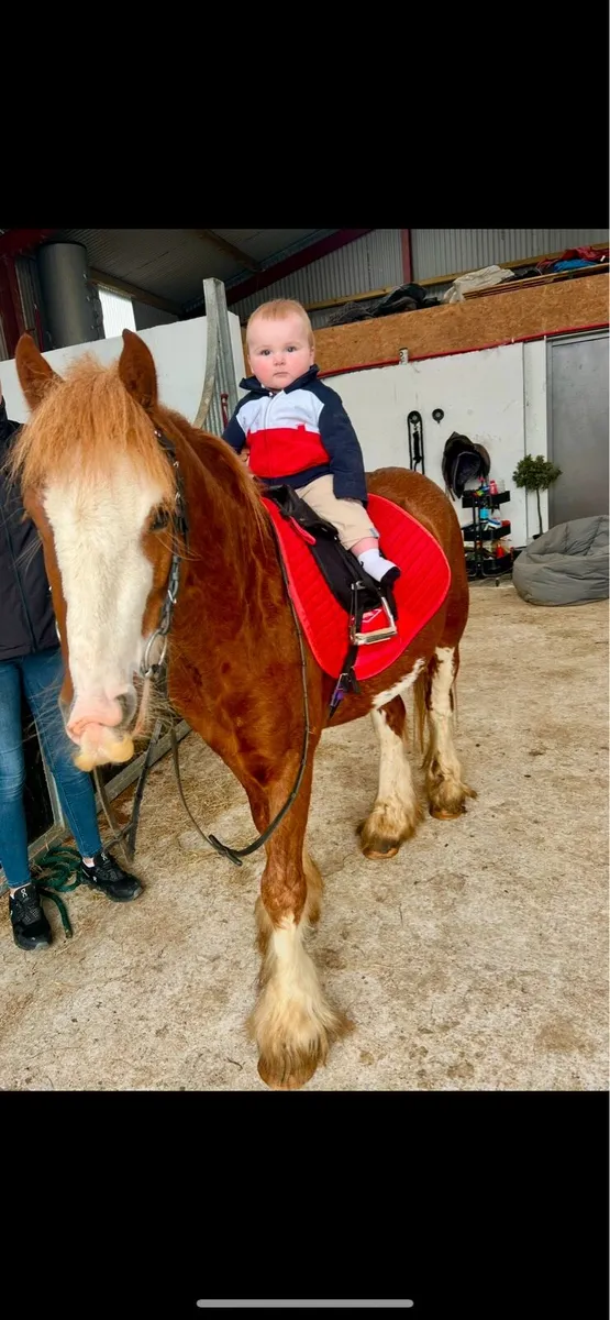 Bombproof beginners pony - Image 1