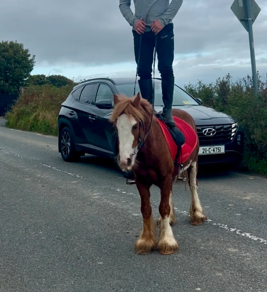 Bombproof beginners pony - Image 2