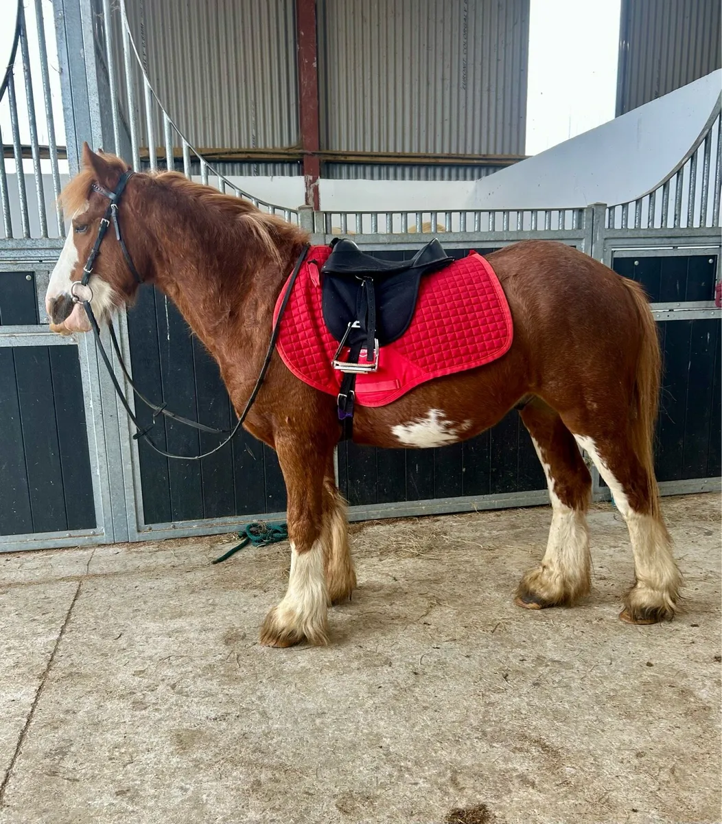 Bombproof beginners pony - Image 4