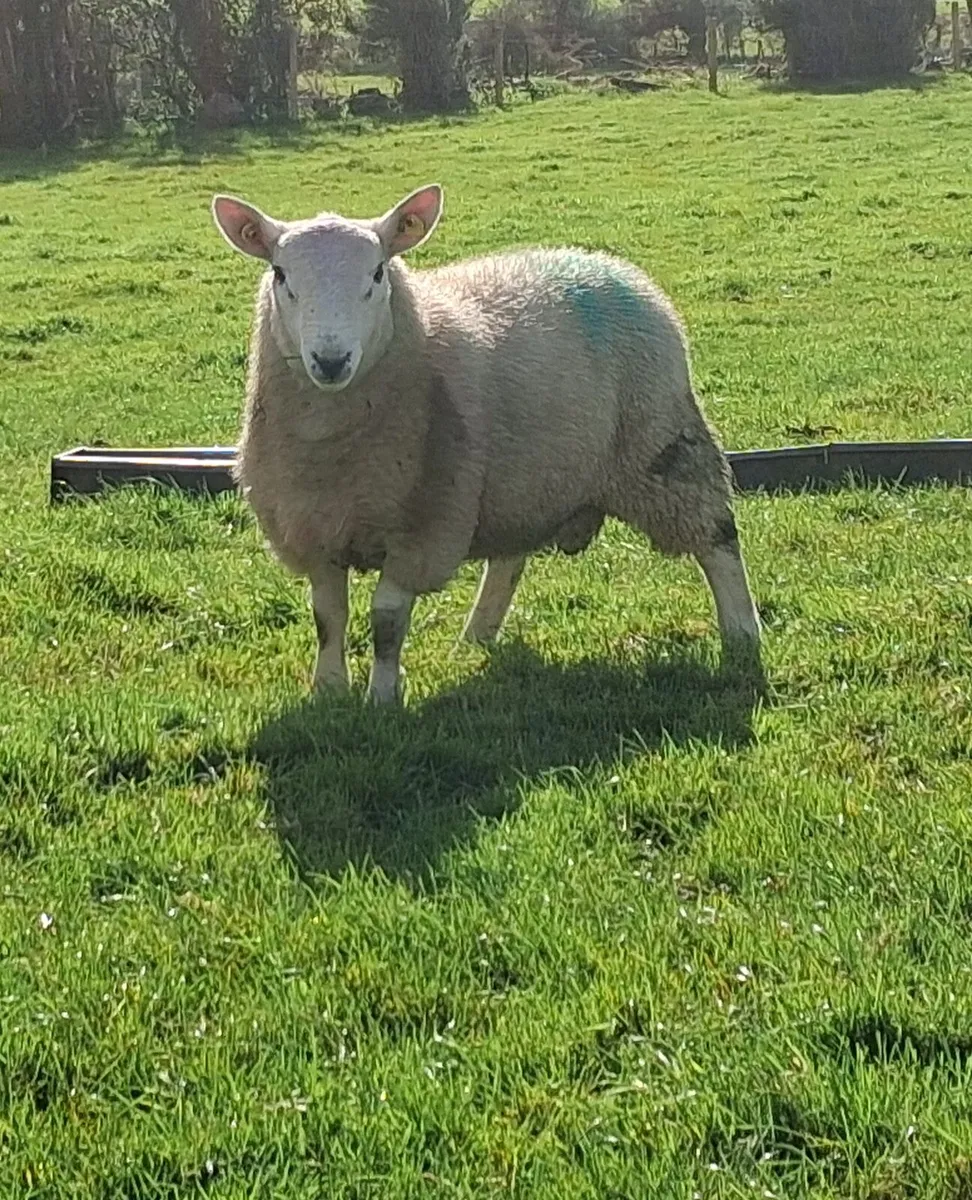 North country cheviot ram lamb - Image 2