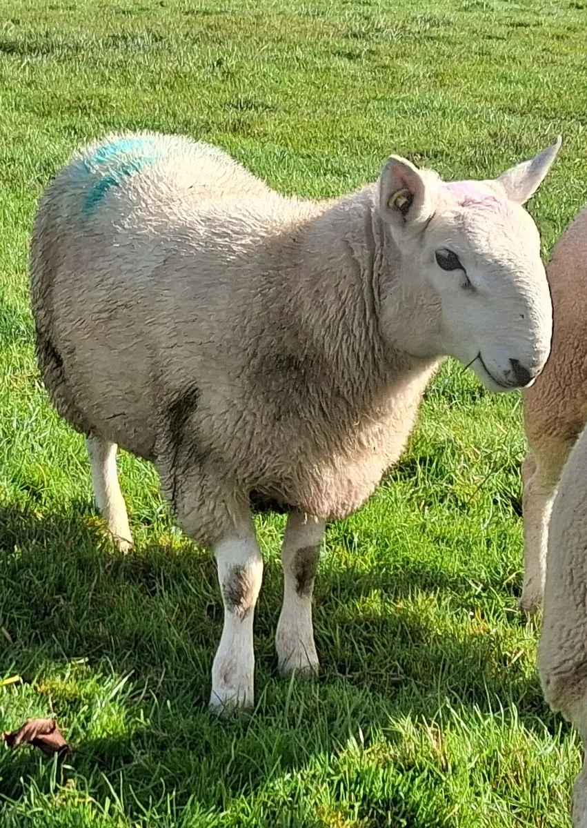 North country cheviot ram lamb - Image 3
