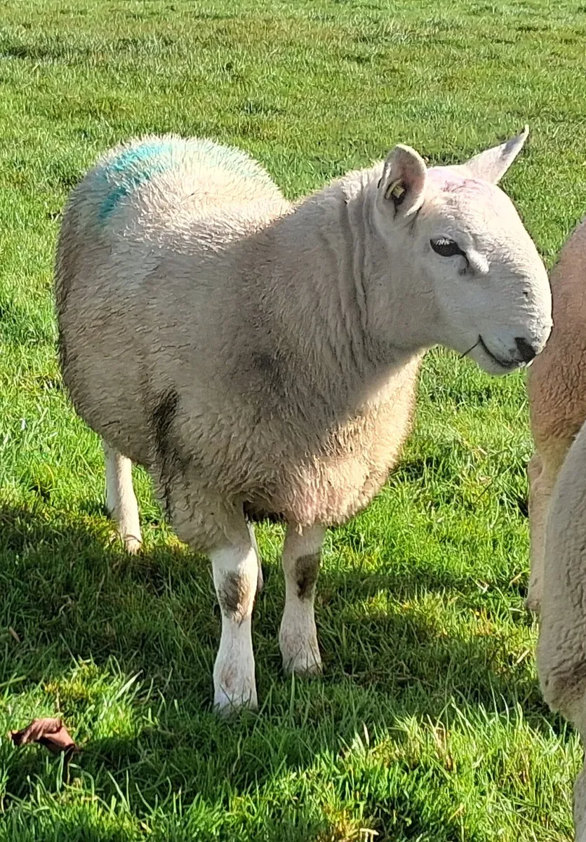North country cheviot ram lamb - Image 4