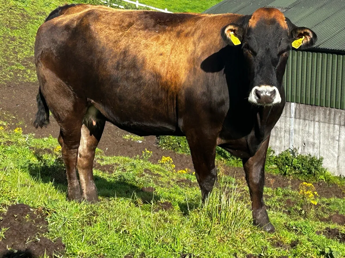 Super In-Calf Parthenaise X Limousin Heifer - Image 1