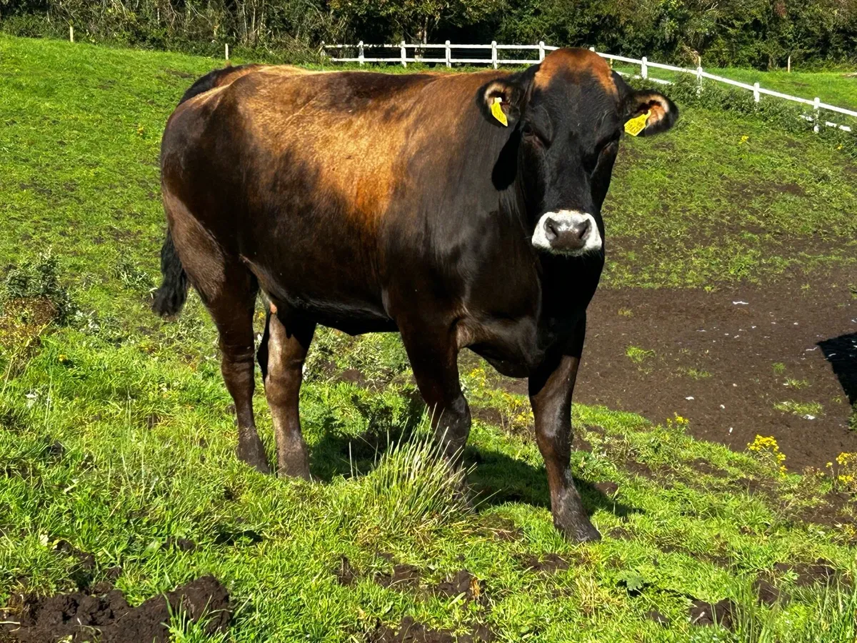 Super In-Calf Parthenaise X Limousin Heifer - Image 2