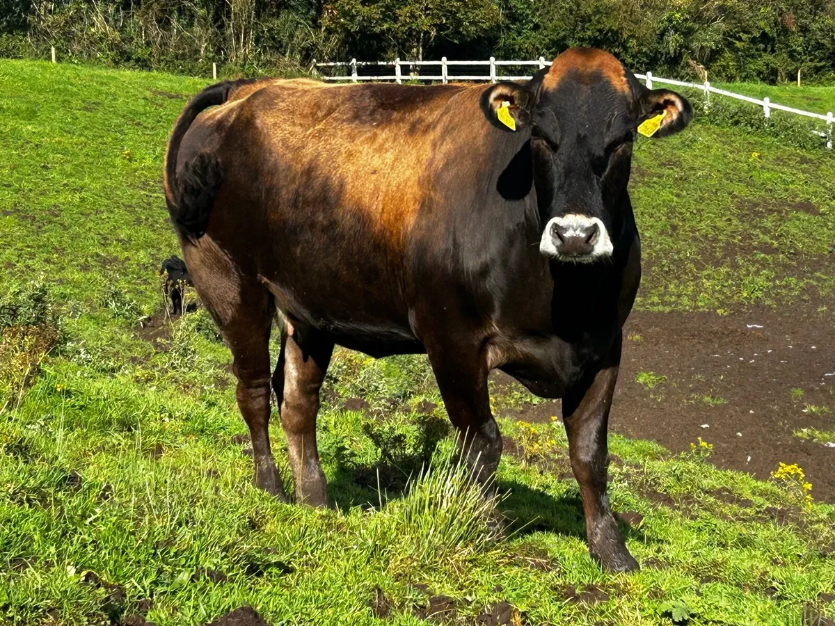 Super In-Calf Parthenaise X Limousin Heifer - Image 3