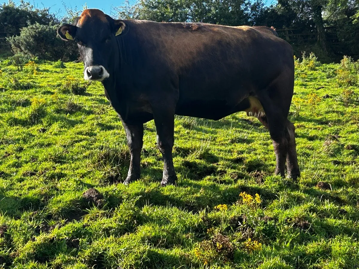 Super In-Calf Parthenaise X Limousin Heifer - Image 4