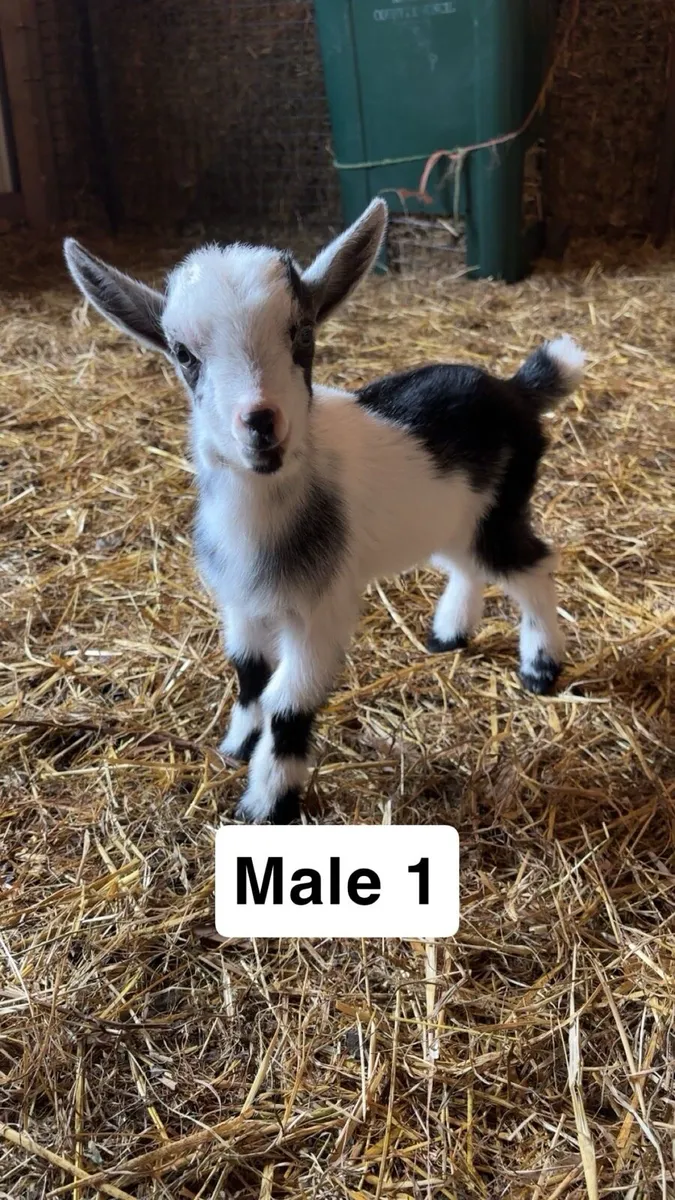 Pygmy kids - Image 1