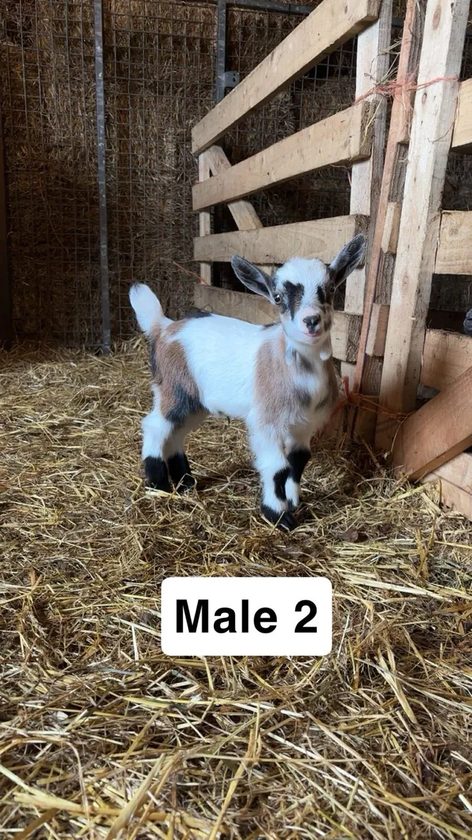Pygmy kids - Image 4