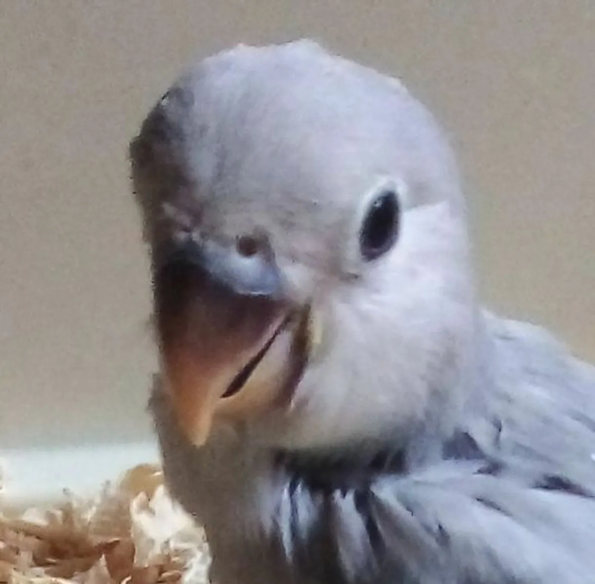 lovebirds hand reared - Image 1
