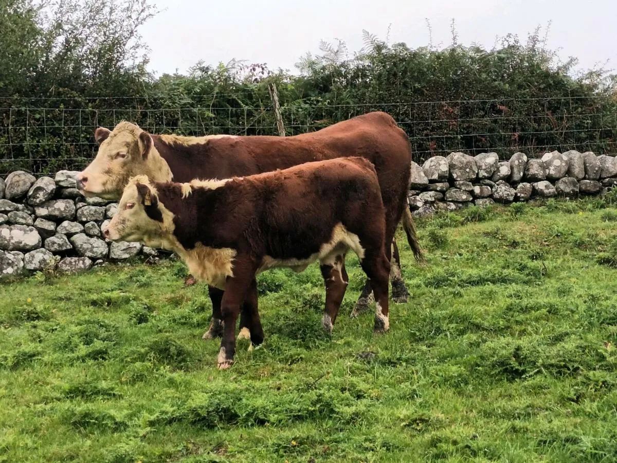 PEDIGREE HEREFORD COWS AND CALVES - Image 1