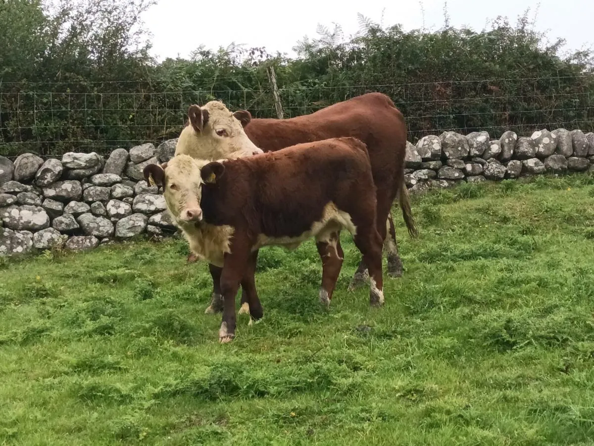 PEDIGREE HEREFORD COWS AND CALVES - Image 2
