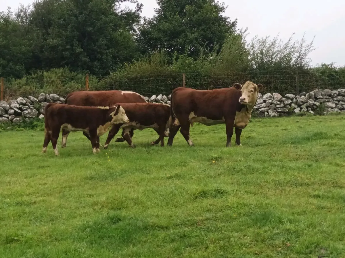 PEDIGREE HEREFORD COWS AND CALVES - Image 3