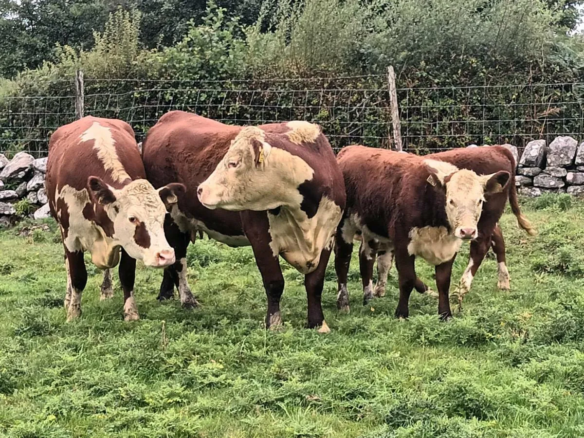 PEDIGREE HEREFORD COWS AND CALVES - Image 4