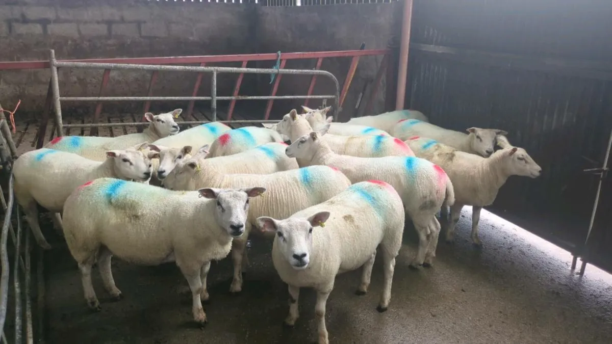Ewes - Image 2