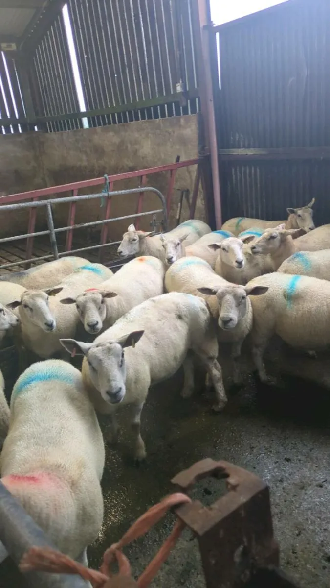 Ewes - Image 3