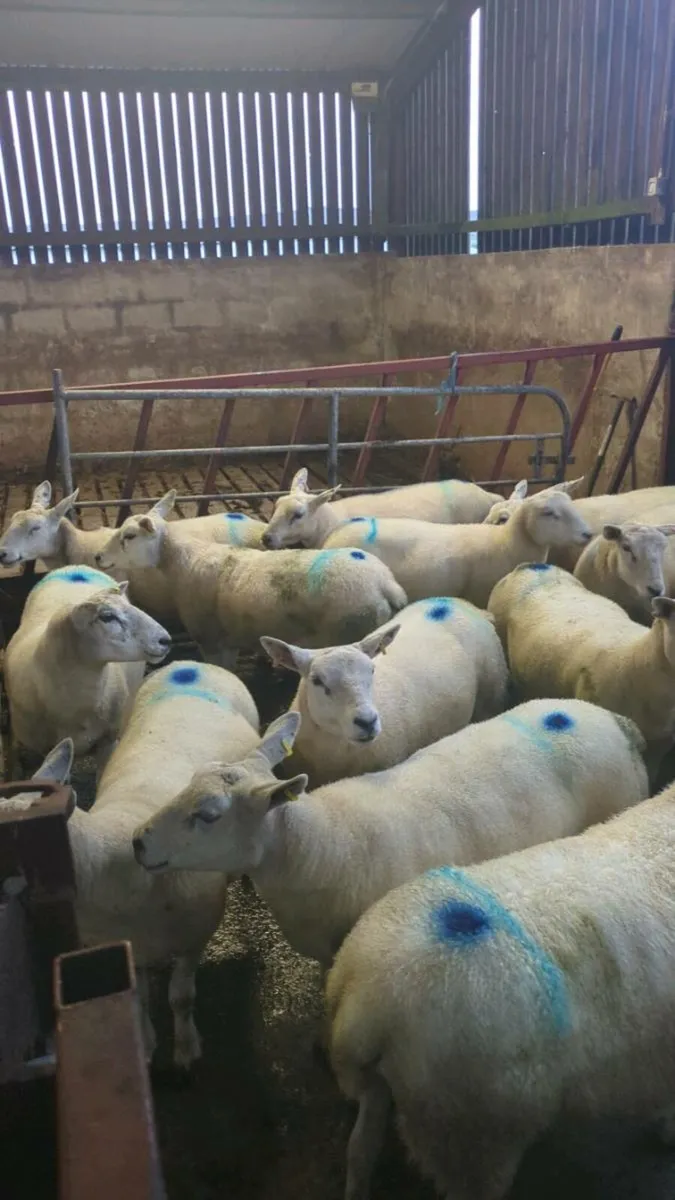 Ewes - Image 4