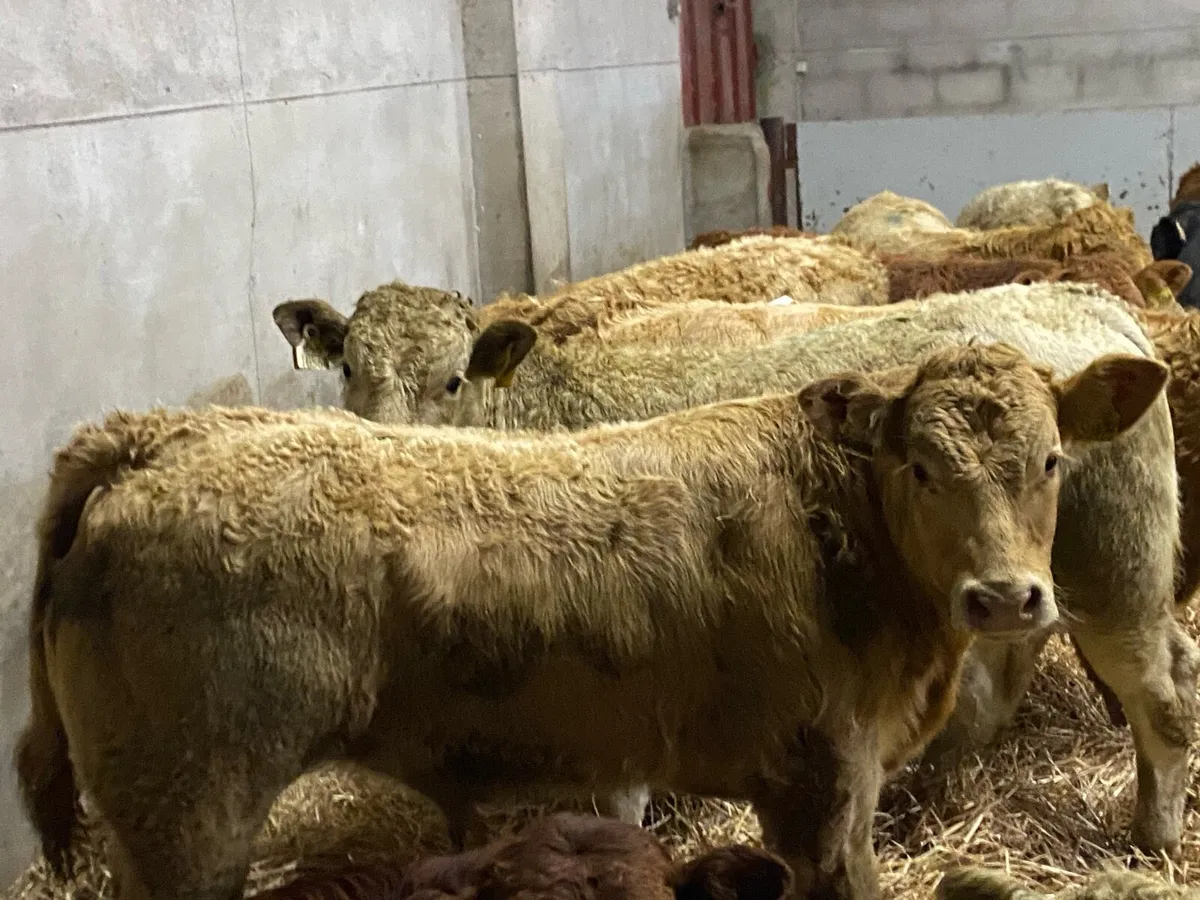 Super 300Kg Charolais Bull Weanlings - Image 1