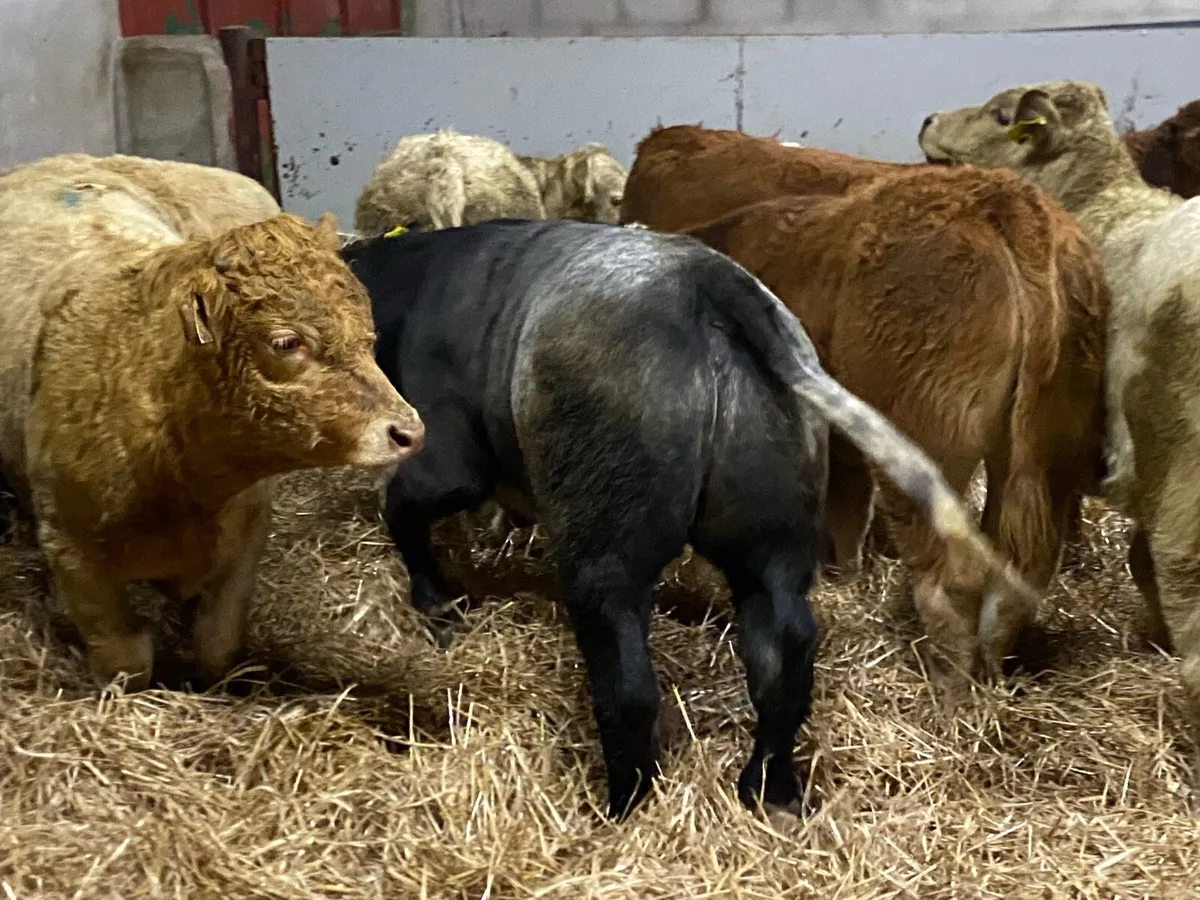 Super 300Kg Charolais Bull Weanlings - Image 3