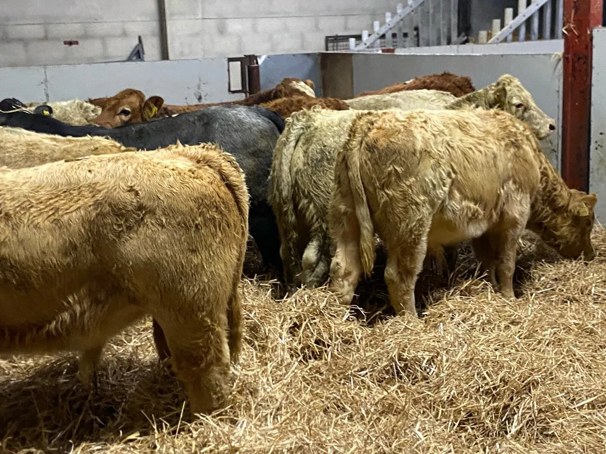 Super 300Kg Charolais Bull Weanlings - Image 4