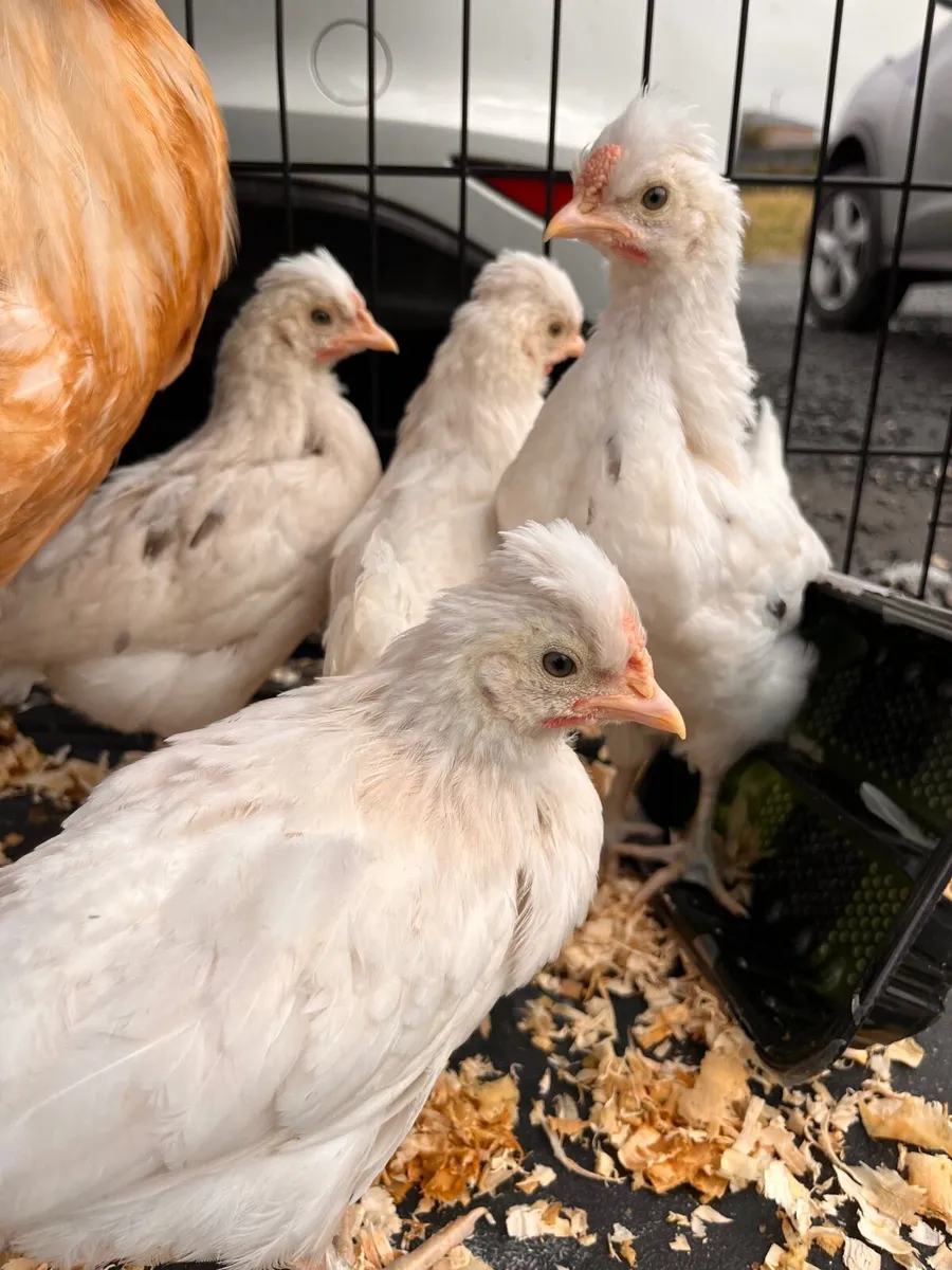 **2 Polish breeding pairs ** still available - Image 4