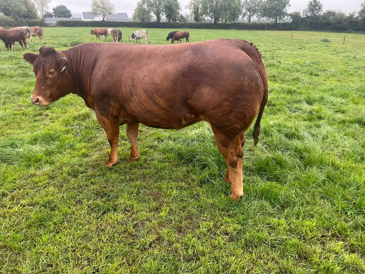 Heifer - Image 1