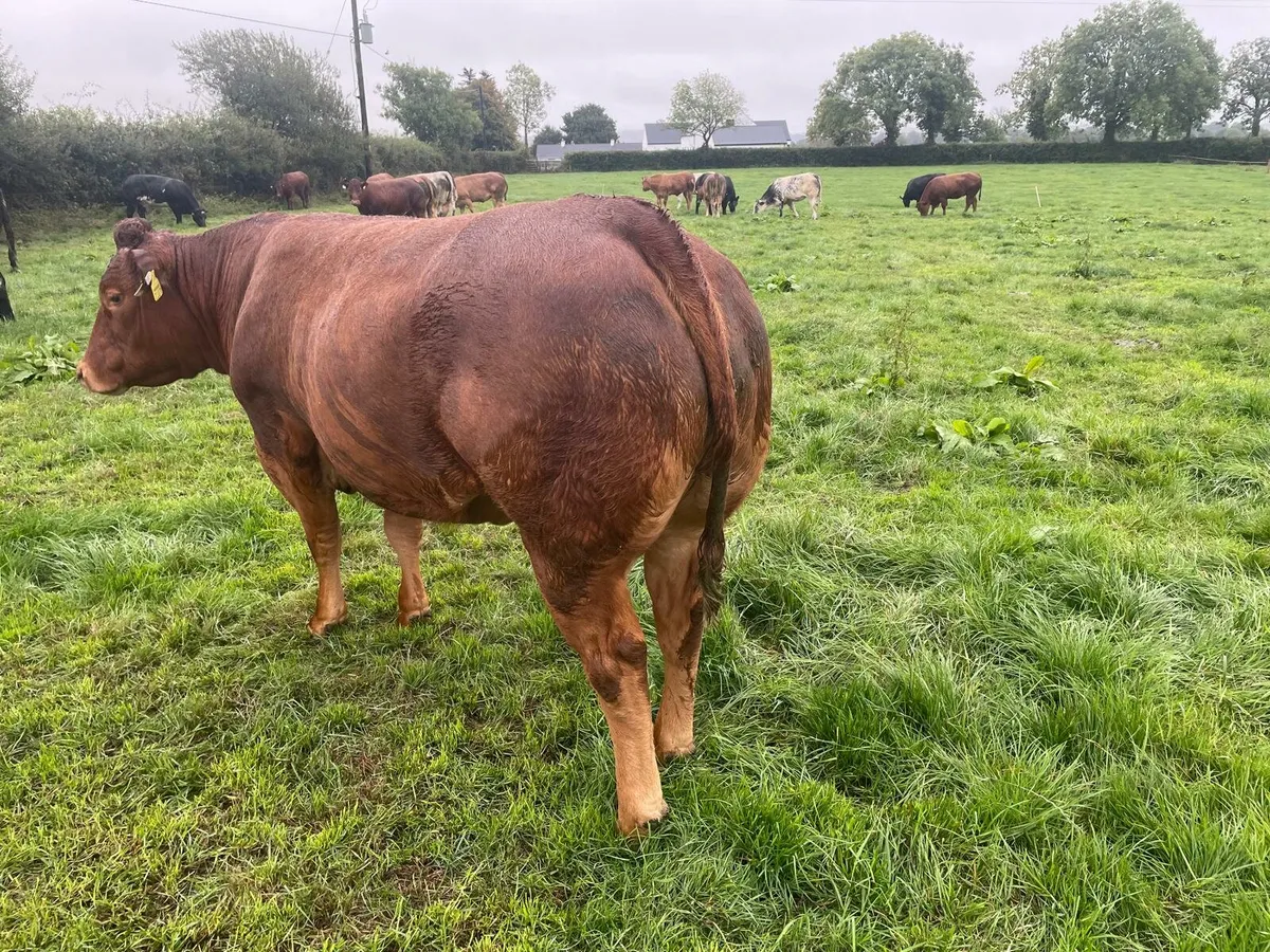 Heifer - Image 2