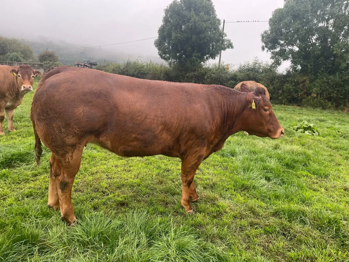 Heifer - Image 4