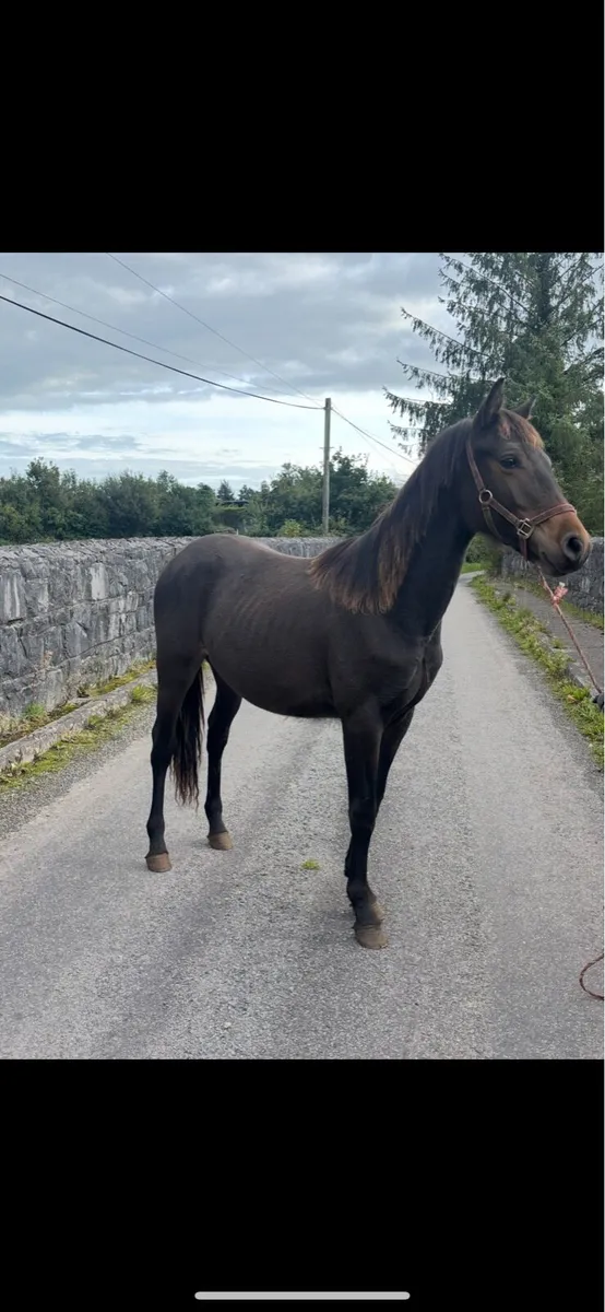 Stunning Yearling - Image 1