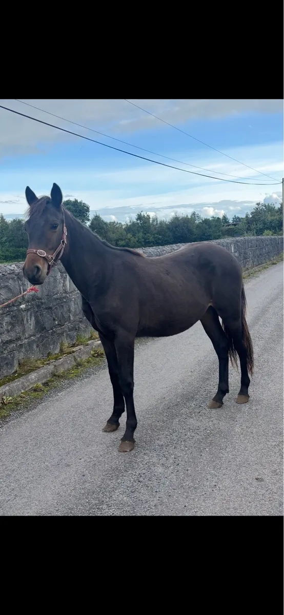 Stunning Yearling - Image 2