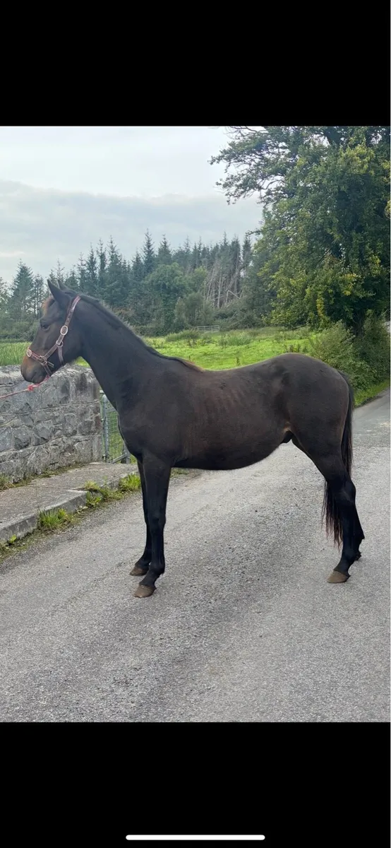 Stunning Yearling - Image 4